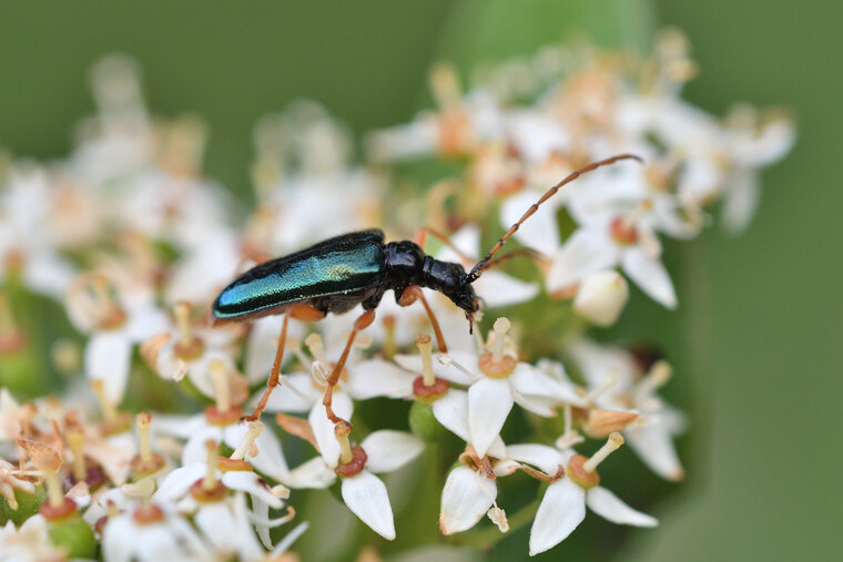 Gaurotes cyanipennis