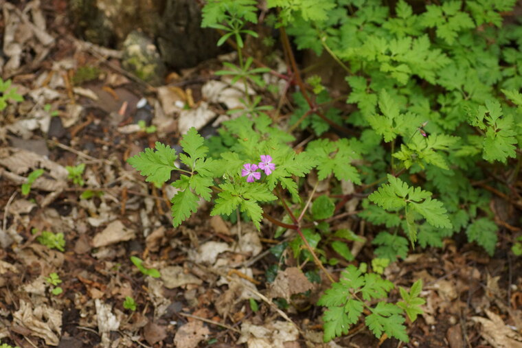 Géranium Herbe à Robert