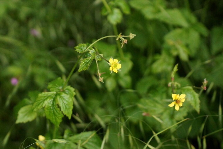 Geum recadré