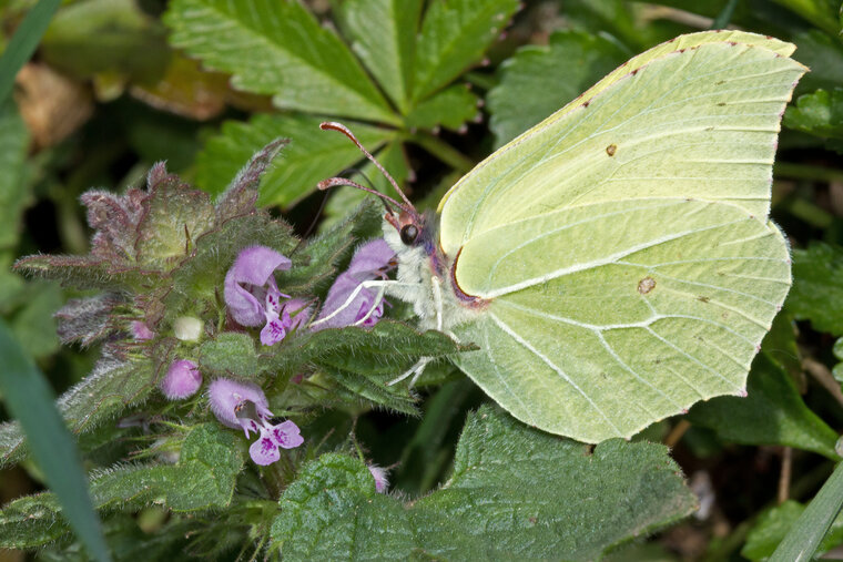 Gonepteryx rhamni