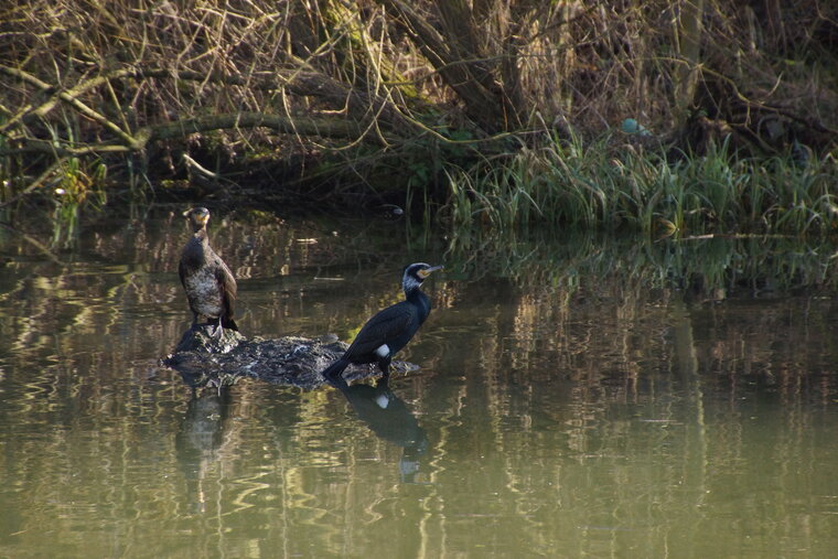 Grand cormoran