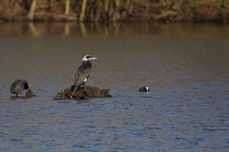 Grand Cormoran en livrée nuptiale