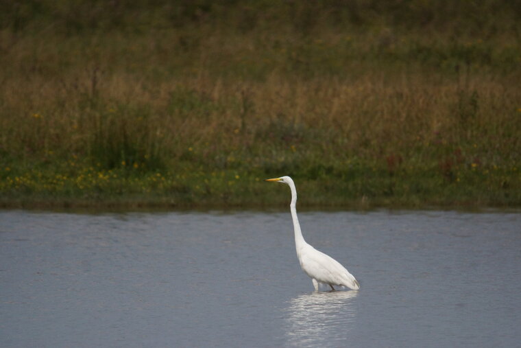 Grande aigrette 2