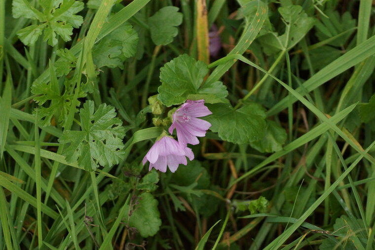 Grande mauve Malva sylvestris