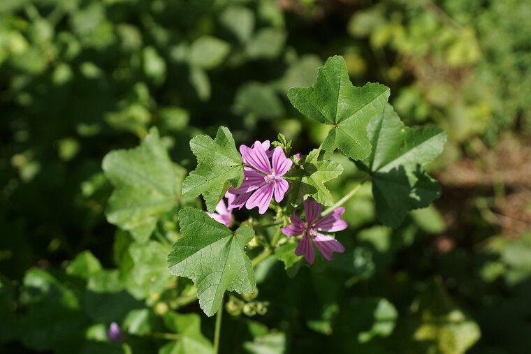 Grande mauve Malva sylvestris