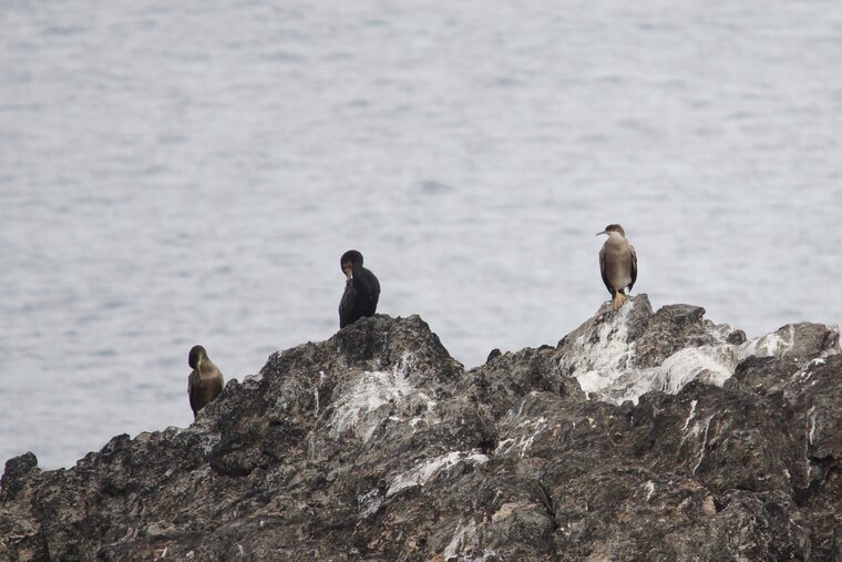 Grands cormorans