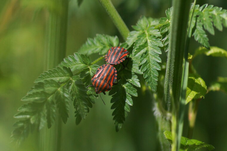 Graphosoma italicum