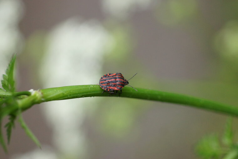 Graphosoma italicum