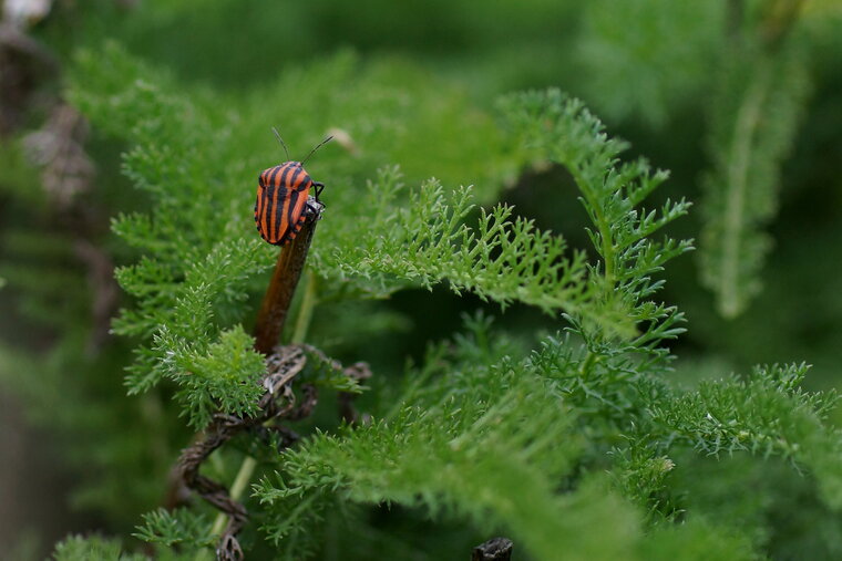 Graphosoma lineatum