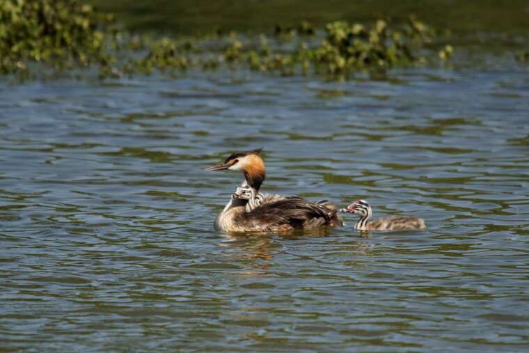 Grèbe family 3