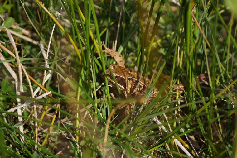 Grenouille rousse 2