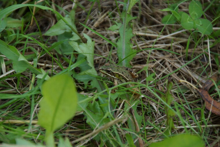 Grenouille verte