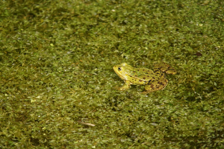 Grenouille verte