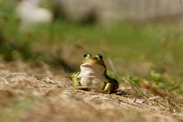 Grenouille verte 2