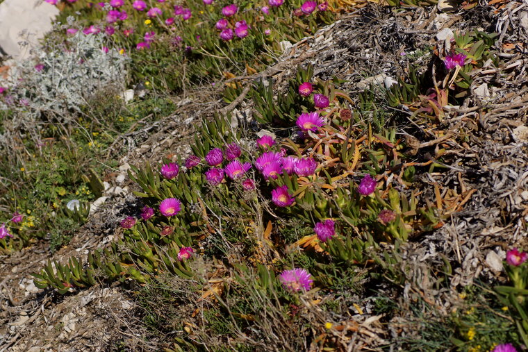 Griffes de sorcière