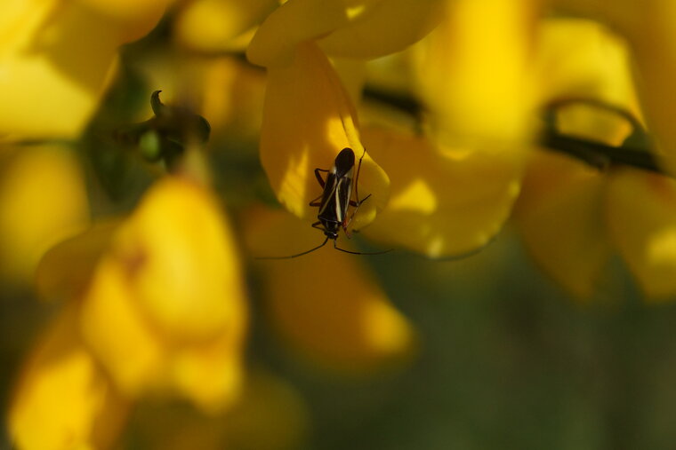 Hadrodemus m flavum