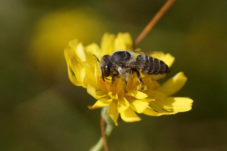 Halictus sp sous réserve