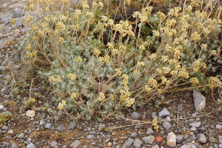 Helichrysum stoechas