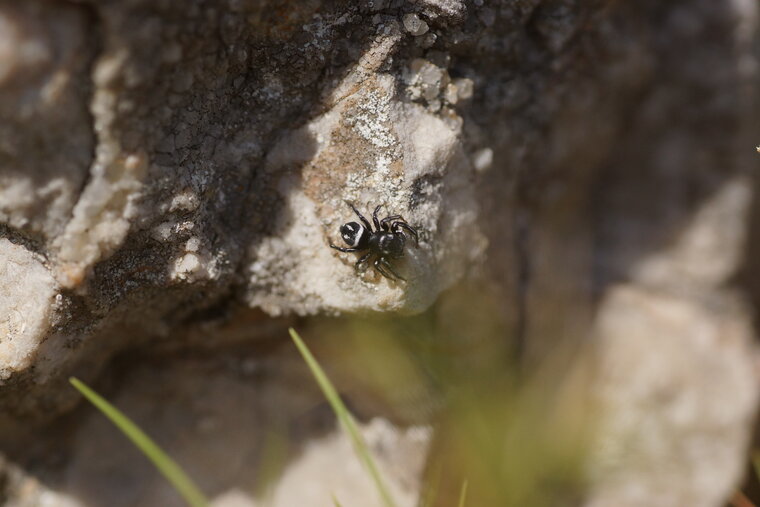 Heliophanus apiatus Heliophanus melinus 1