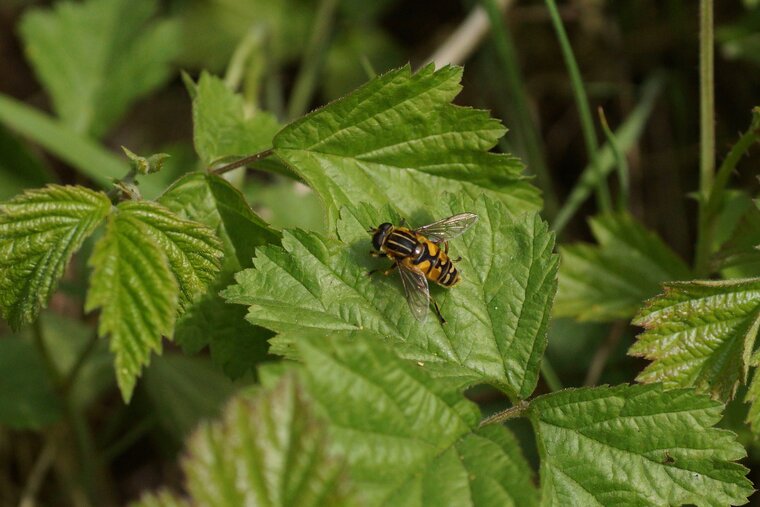 Heliophile suspendu