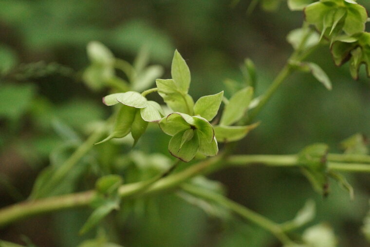 Hellebore fétide 2