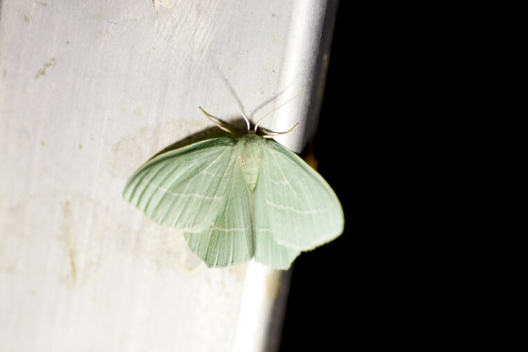 Hemistola chrysoprasaria