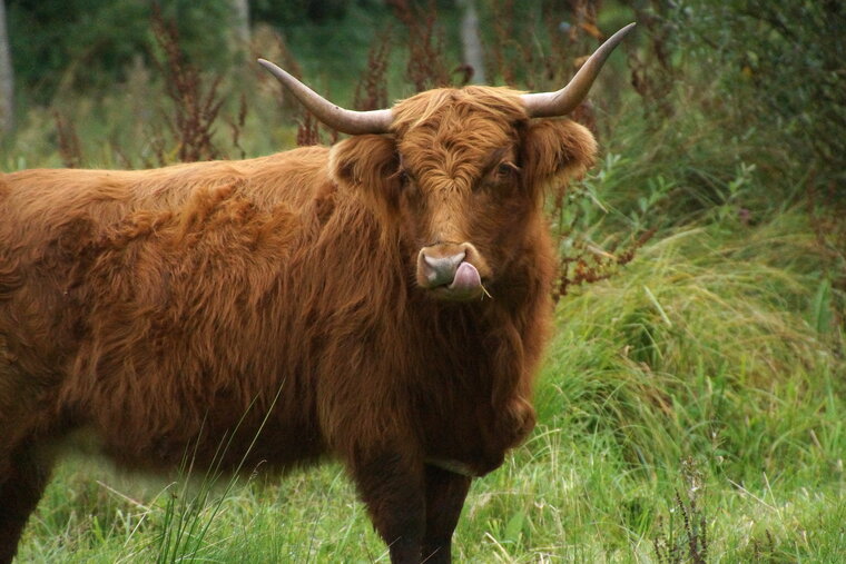 Highland cattle