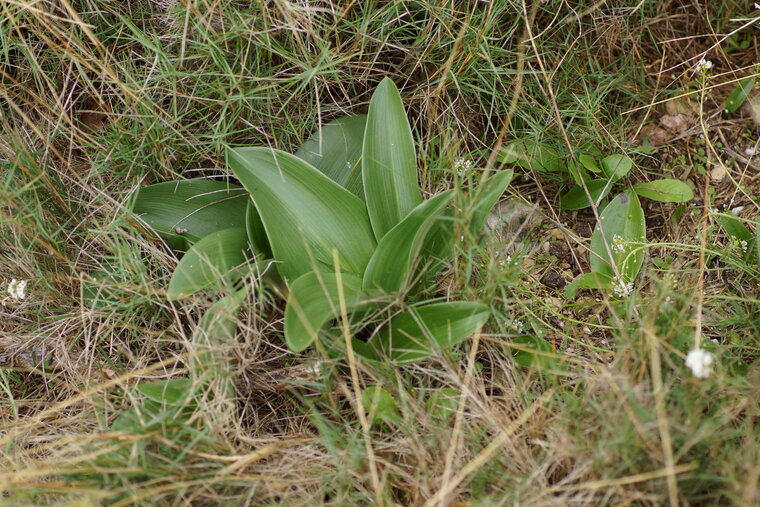 Himantoglossum robertianum