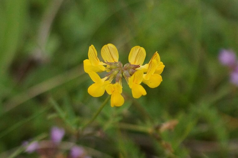 Hippocrépis