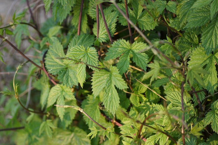 Houblon à bière