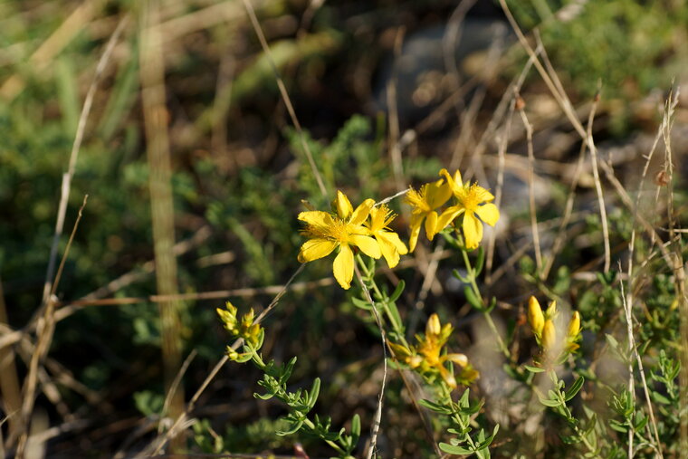 Hypericum perforatum Millepertuis commun