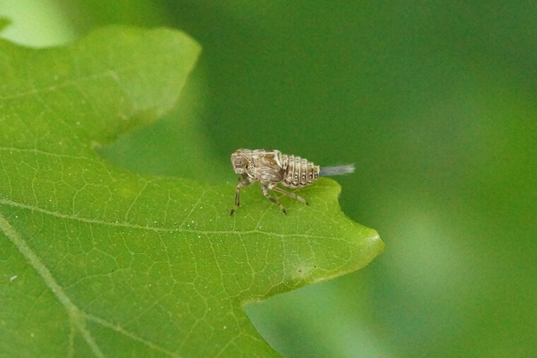 Hysteropterum sp sous réserve