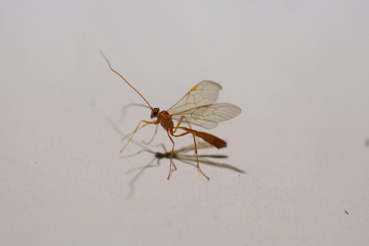 Ichneumon sp