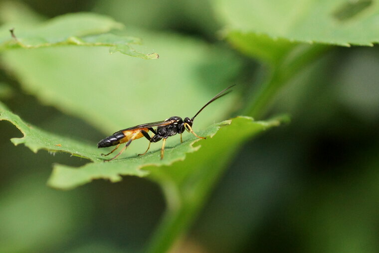 Ichneumon stramentor sous réserve