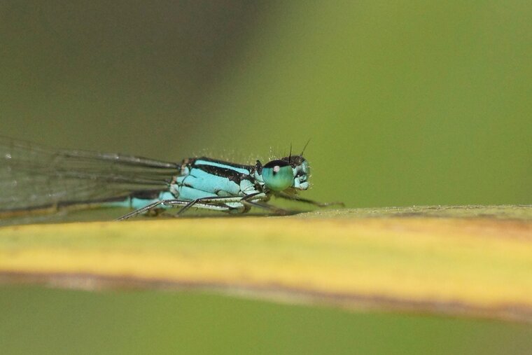 Ishnura elegans