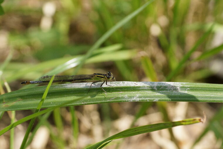 Ishnura elegans