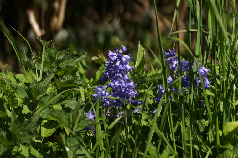 Jacinthe des bois