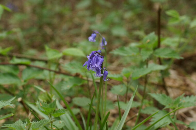 Jacinthe des bois