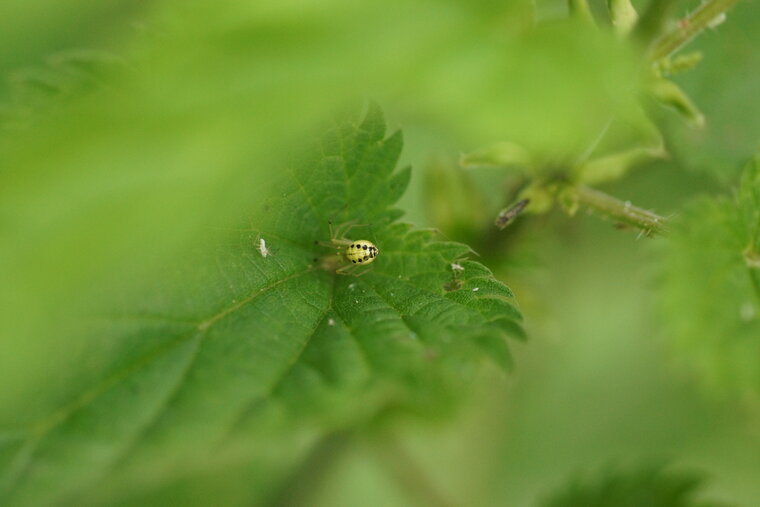 Jeune aranéide