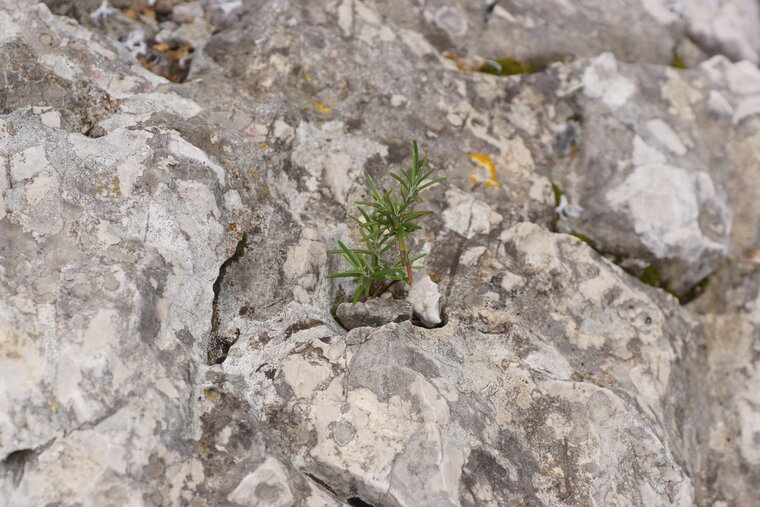 Jeune plant de Romarin