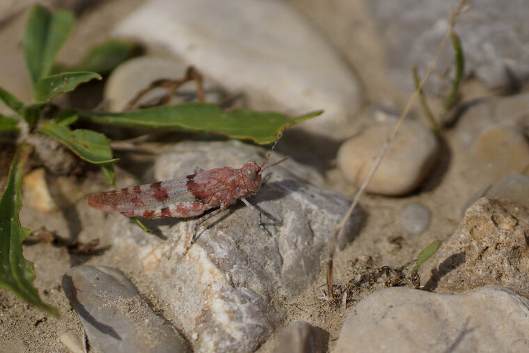 L Oedipode rouge