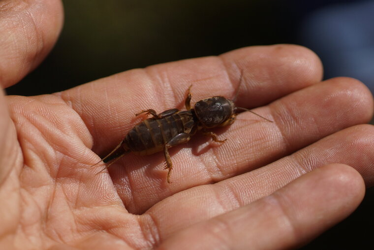 La Courtillière Gryllotalpa gryllotalpa