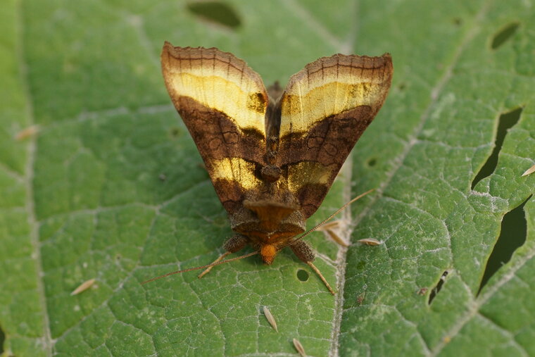 La Plusie vert doré Diachrysia chrysitis