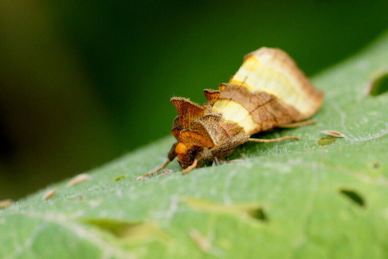 La Plusie vert doré Diachrysia chrysitis 3