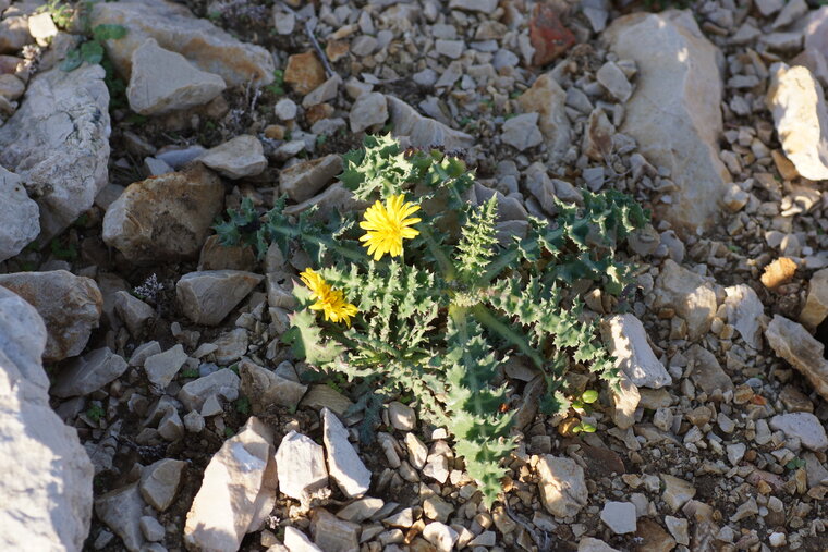 Laiteron sp sous réserve