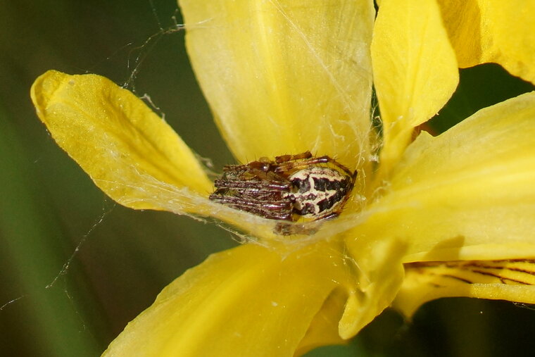 Larinoides cornutus à confirmer