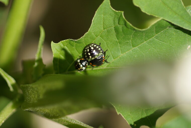 Larves de Punaises