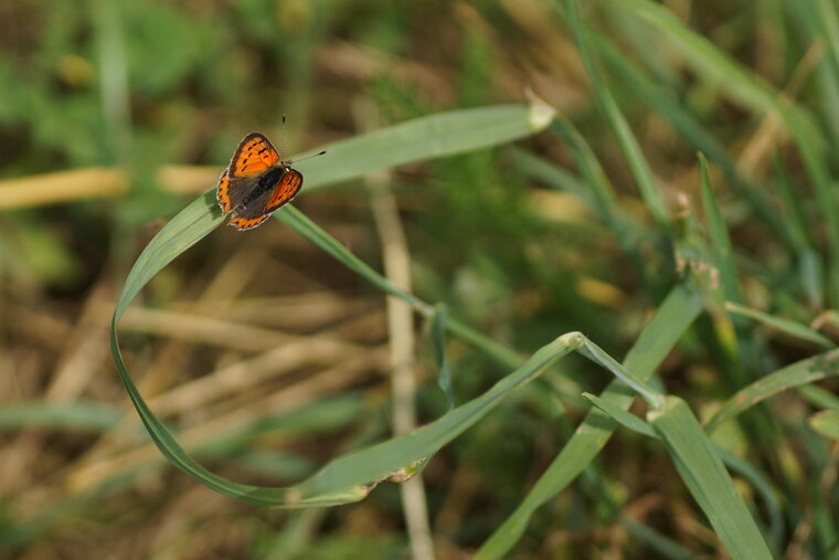 Le Cuivré commun Lycaena phlaeas