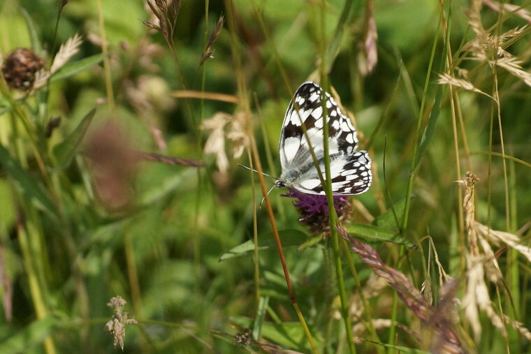 Le Demi deuil Melanargia galathea