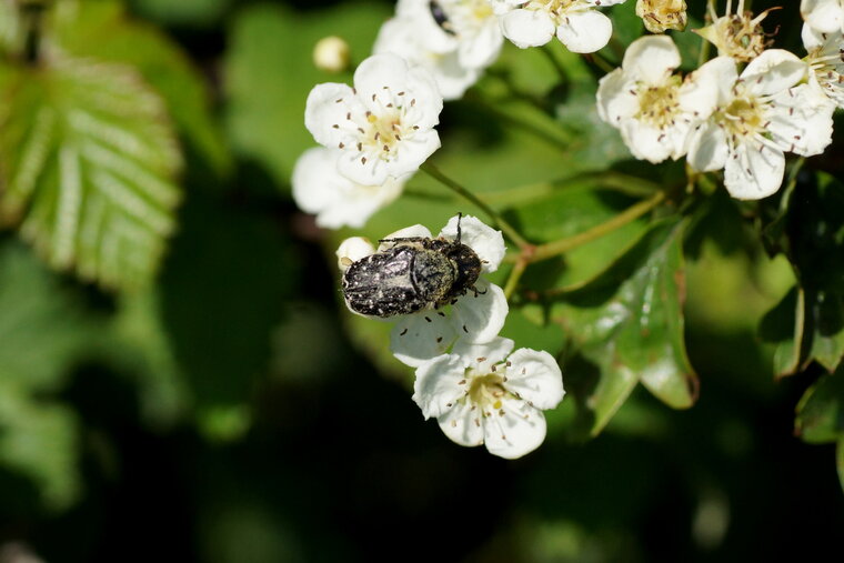 Le Drap mortuaire sur fleur d Aubépine